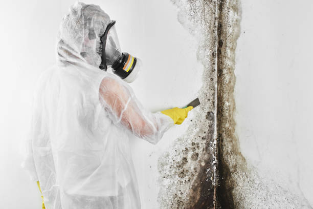 Best Mold Remediation Experts  in Mount Olive, IL