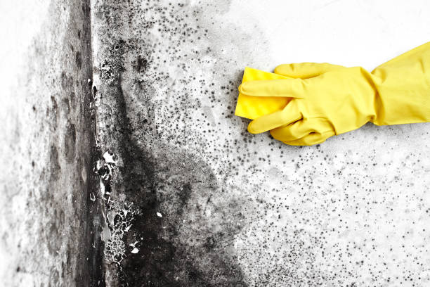 Best Residential Mold Removal  in Mount Olive, IL