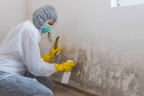 Best Crawl Space Mold Removal  in Mount Olive, IL