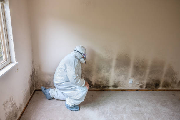 Best Water Damage Restoration  in Mount Olive, IL