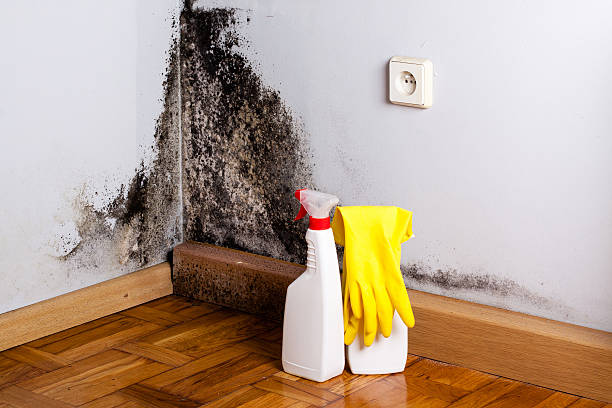 Reliable Mount Olive, IL Mold Removal Solutions
