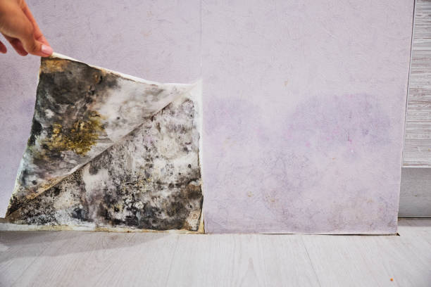 Best Mold Cleaning Services  in Mount Olive, IL